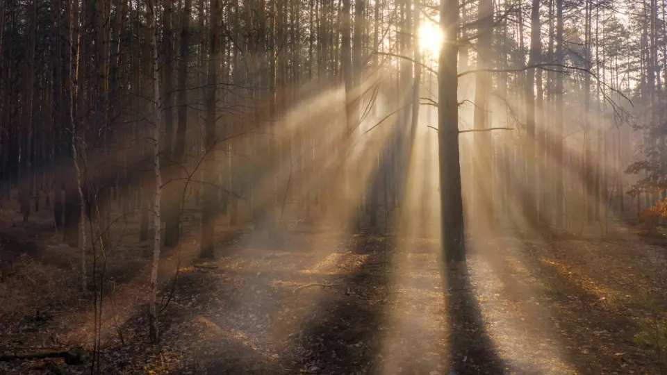 Sun shining through the trees in the woods.